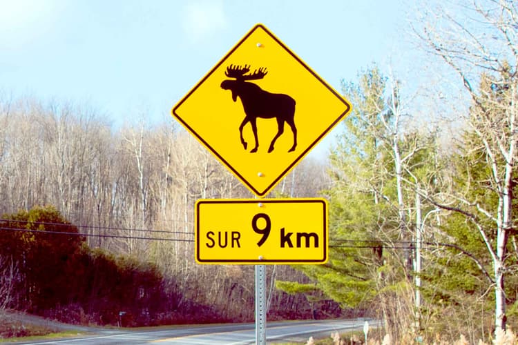 Éviter un accident avec un animal sur la route